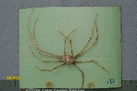 藏品(長足長踦蟹)的圖片